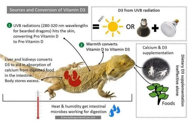 vitamin d3 sources bearded dragons