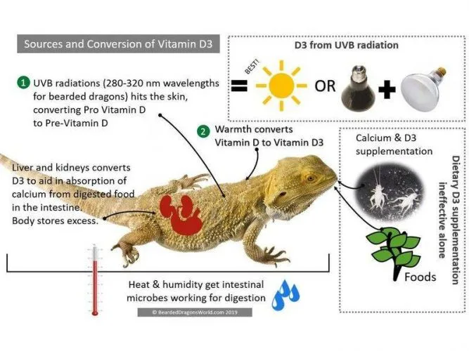 vitamin d3 sources bearded dragons