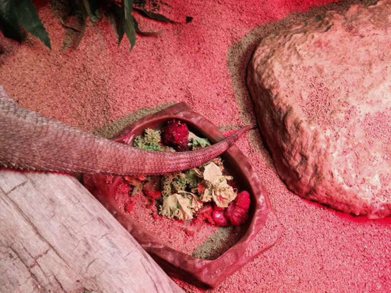 Photo inspiration: Gallery Detail: Best Substrate For Bearded Dragons Essential Guide