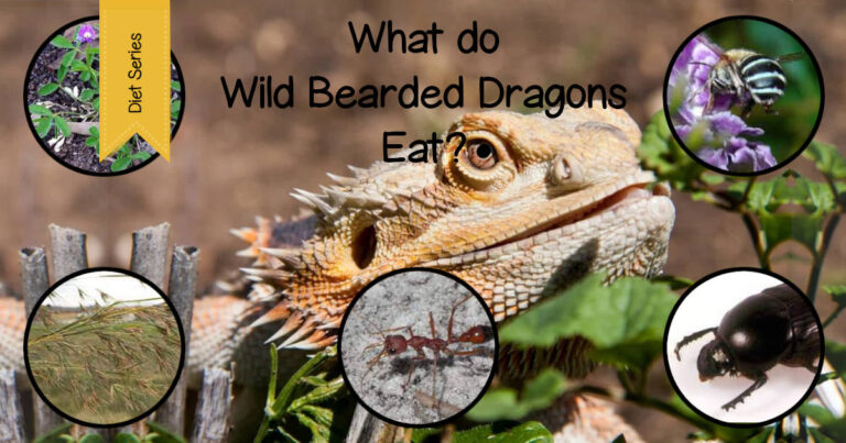 image for what do bearded dragons eat in the wild showing a wild bearded dragon with some herbs and insects.
