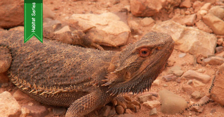 where bearded dragons live in the wild show a bearded dragon on a rocky outcrop South Australia by Haydyn Bromley