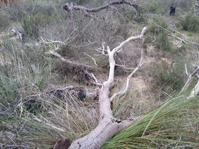 Wild pogona minor bearded dragons live in bushlands