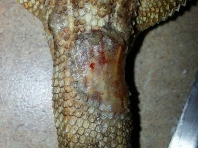 ulceration from yellow fungus in bearded dragon