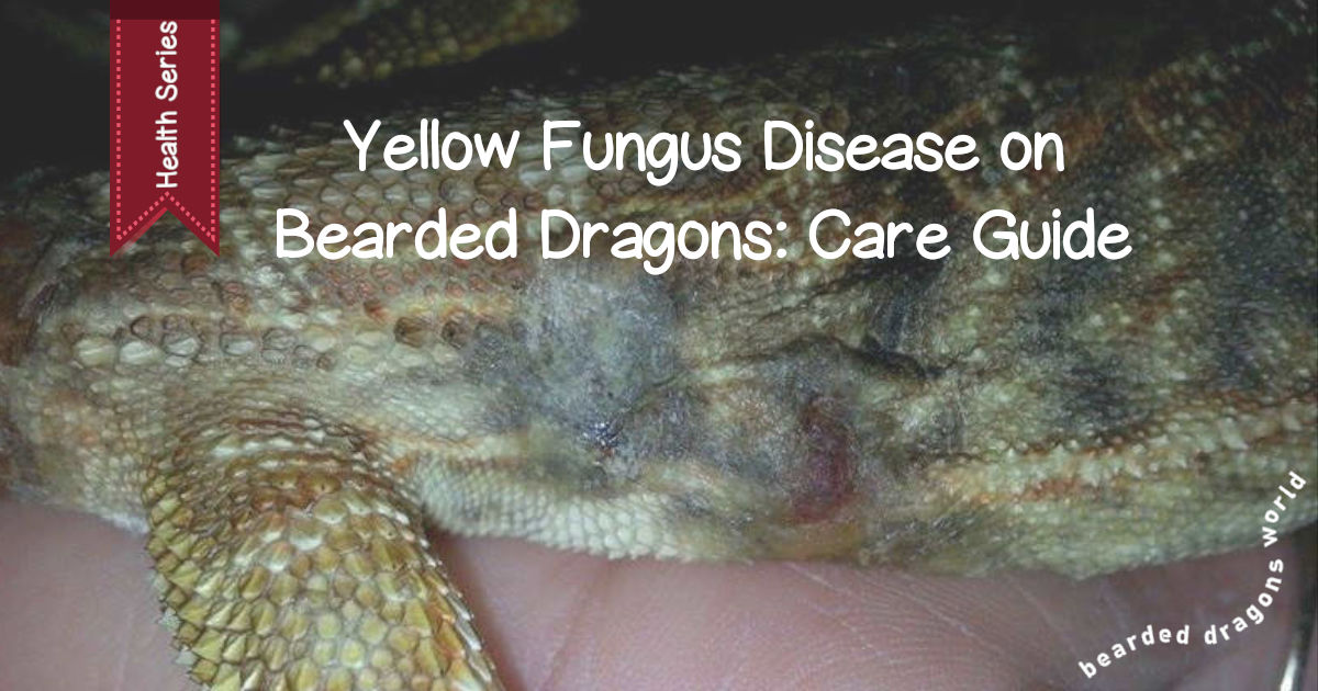 Bearded Dragon Died Signs And What To Do Bearded Dragon Died Signs And What To Do